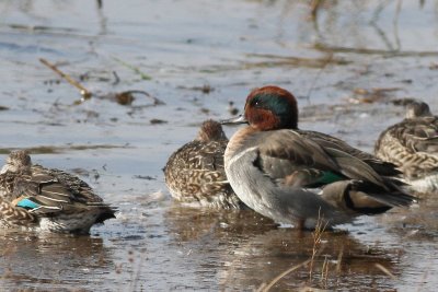 Green-winged Teal ♂