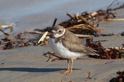 Semipalmated Plover