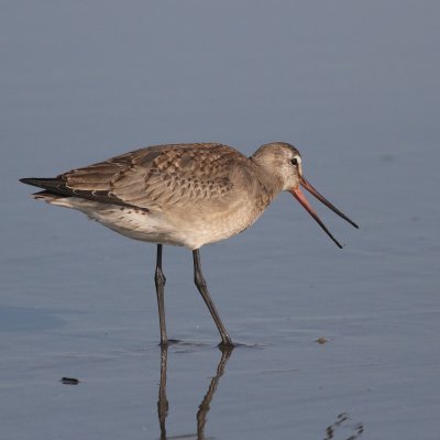 Hudsonian Godwit