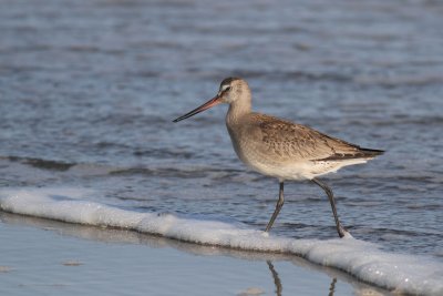 Hudsonian Godwit