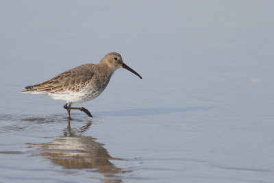 Dunlin