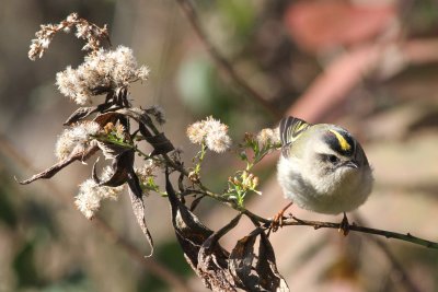 Golden-crowned Kinglet