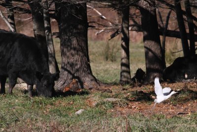 Cattle Egret / juvenile