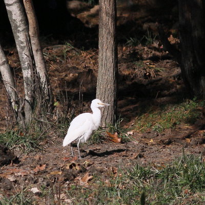 Cattle Egret / juvenile
