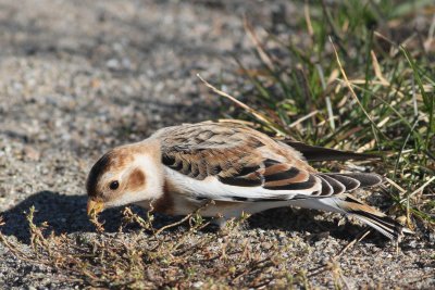 Snow Bunting