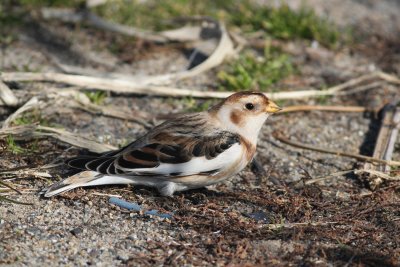 Snow Bunting