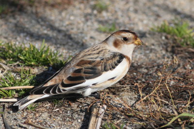Snow Bunting