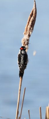 Downy Woodpecker ♂