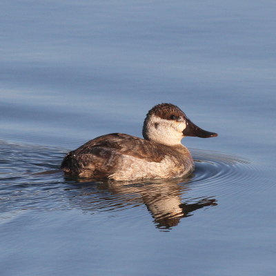 Ruddy Duck / juvenile