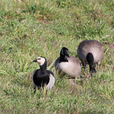 Barnacle Goose