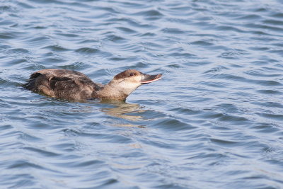 Ruddy Duck ♀