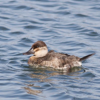 Ruddy Duck ♀