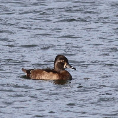 Ring-necked Duck ♀