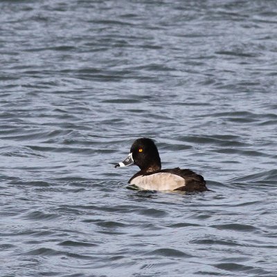 Ring-necked Duck ♂