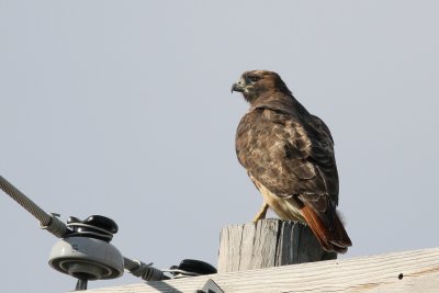 Red-tailed Hawk