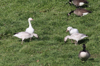 Snow Goose