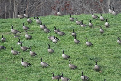 Canada Geese