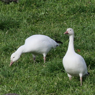 Snow Goose