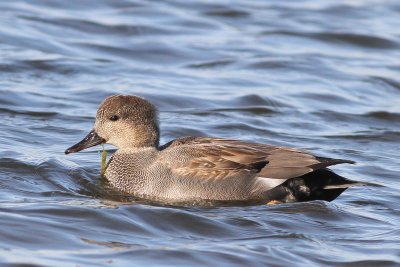 Gadwall ♂