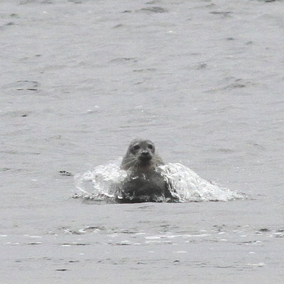 Harbor Seal