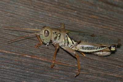 Differential Grasshopper  ♂