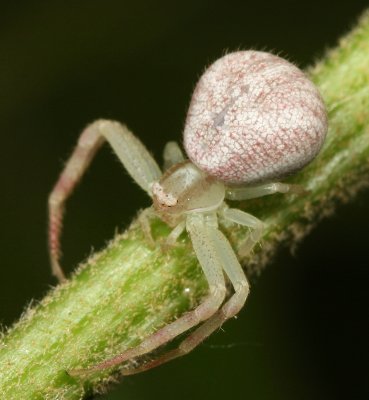 Genus Mecaphesa