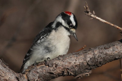 Downy Woodpecker ♂