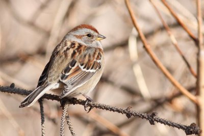 American Tree Sparrow