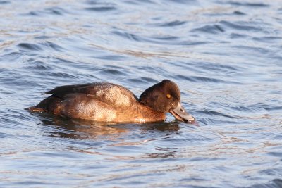 Lesser Scaup