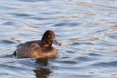 Lesser Scaup