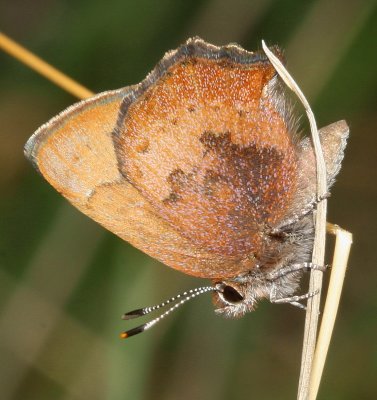 Brown Elfin