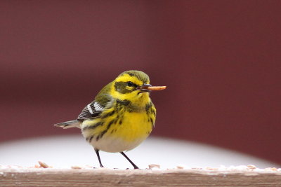 Townsends Warbler