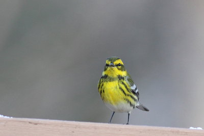 Townsends Warbler