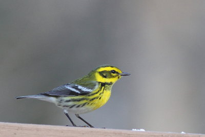 Townsends Warbler