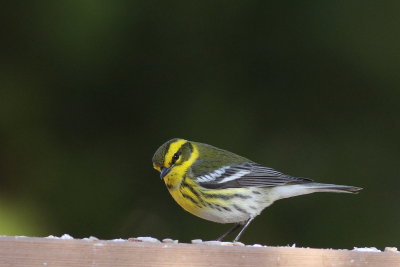 Townsends Warbler