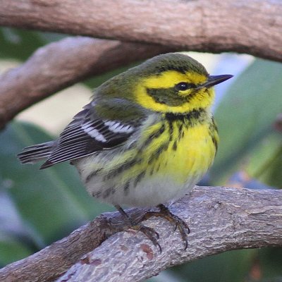 Townsends Warbler