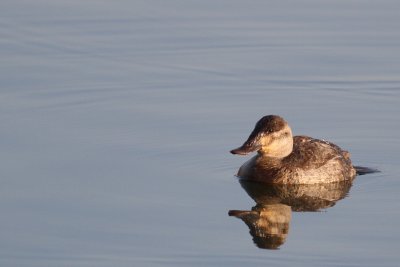 Ruddy Duck ♀