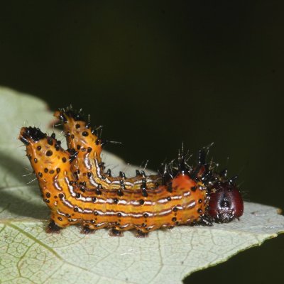 Red-humped Caterpillar Moth