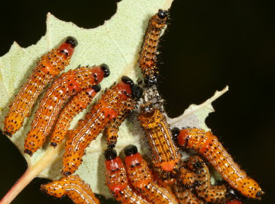 Red-humped Caterpillar Moth