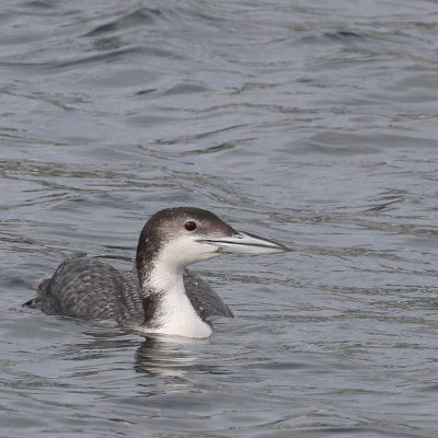 Common Loon