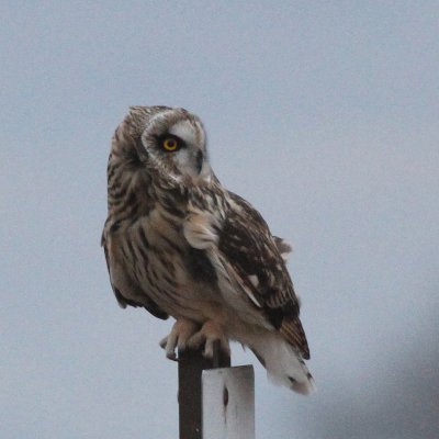 Short-eared Owl