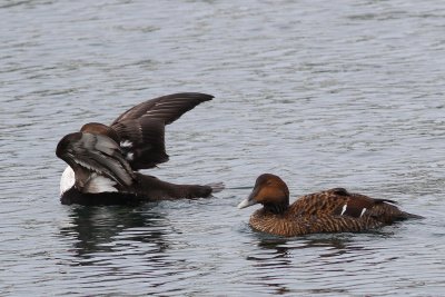 Common Eider