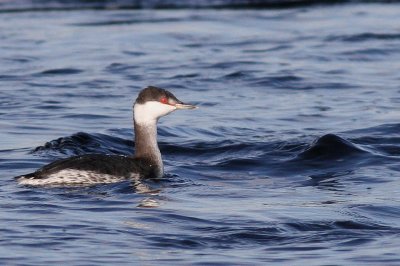 Horned Grebe