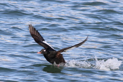 White-winged Scoter ♂
