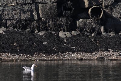 Lesser Black-backed Gull