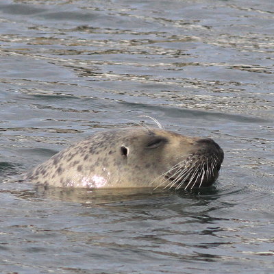 Harbor Seal