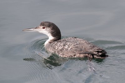 Common Loon