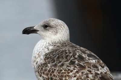 Great Black-backed Gull / 1st winter