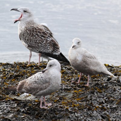 Iceland Gulls / juvenile