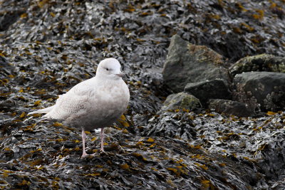 Iceland Gull / juvenile